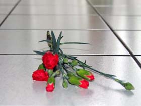 Гвоздики. Фото: foto.rambler.ru Гвоздики. Фото: foto.rambler.ru