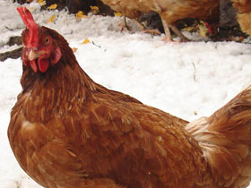 Курица. Фото с сайта chitago.ru Курица. Фото с сайта chitago.ru