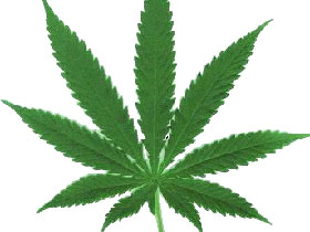 Марихуана. Фото: stra.teg.ru (с) Марихуана. Фото: stra.teg.ru (с)