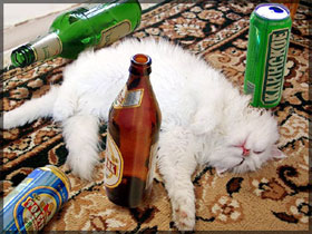 Кот. Фото с сайта newslab.ru Кот. Фото с сайта newslab.ru