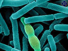 Бактерия. Фото с сайта www.vetphoto.ru Бактерия. Фото с сайта www.vetphoto.ru