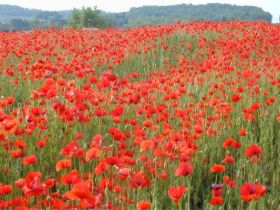 Поле маков. Фото: zhurnal.lib.ru Поле маков. Фото: zhurnal.lib.ru
