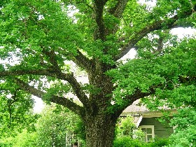 Дуб. Фото сайта letopisi.ru Дуб. Фото сайта letopisi.ru