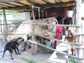 Корова. Фото Виктора Шамаева/Собкор®ru.