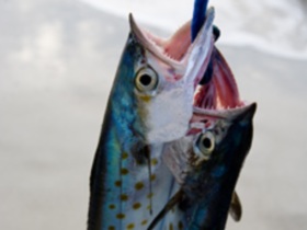 Рыба. Фото с сайта photos.com Рыба. Фото с сайта photos.com