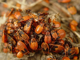 Жуки. Фото с сайта: dima.photosight.ru/photo.php?photoid=614958&ref=author 