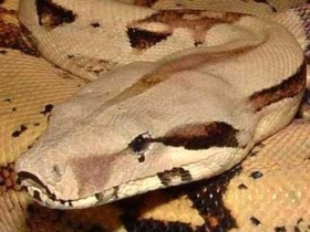 Удав. Фото с сайта news.ntv.ru Удав. Фото с сайта news.ntv.ru