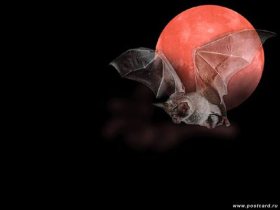 Летучая мышь. С сайта postcard.ru Летучая мышь. С сайта postcard.ru