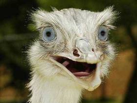 Страус. Фото synews.ru Страус. Фото synews.ru