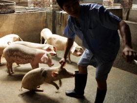 Свиной грипп. Фото: http://crisiskill.ru/ Свиной грипп. Фото: http://crisiskill.ru/