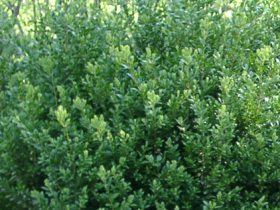 Самшит. Фото с сайта www.landex.ru Самшит. Фото с сайта www.landex.ru