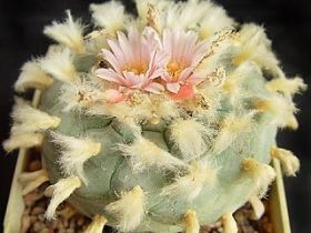 Кактус. Фото: NEWSru.com Кактус. Фото: NEWSru.com