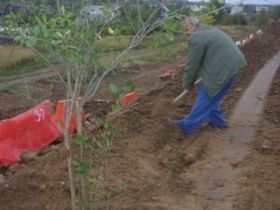 Высадка аллеи. Фото: Юлия Гусейнова, Каспаров.Ru Высадка аллеи. Фото: Юлия Гусейнова, Каспаров.Ru