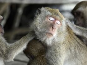 Обезьяны и вши. Взято: с photosight.ru Обезьяны и вши. Взято: с photosight.ru