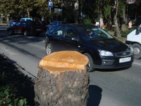 Вырубка аллеи, фото Светланы Кравченко, Каспаров.Ru Вырубка аллеи, фото Светланы Кравченко, Каспаров.Ru