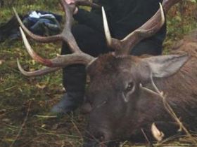 Жертва браконьеров. Фото с сайта svpressa.ru