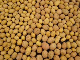 Картофель. Фото: potatoes.for.free.fr Картофель. Фото: potatoes.for.free.fr