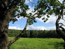 Битцевский лесопарк. Фото с сайта www.museum.ru Битцевский лесопарк. Фото с сайта www.museum.ru