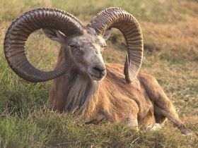 Архар. Фото с сайта: science.compulenta.ru Архар. Фото с сайта: science.compulenta.ru