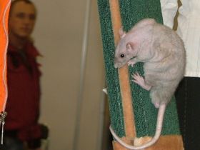 Соревнование крыс. Фото: fotki.yandex.ru Соревнование крыс. Фото: fotki.yandex.ru