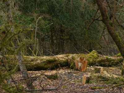 Вырубка самшита. Фото: word-sochi.ru Вырубка самшита. Фото: word-sochi.ru