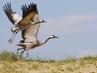 Журавли. Фото: zoovet.ru