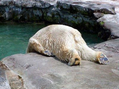 Символ "Единой России". Фото: Facebook Глеба Павловского Символ "Единой России". Фото: Facebook Глеба Павловского