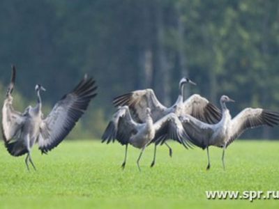 Парк журавлей. Фото: spr.ru Парк журавлей. Фото: spr.ru