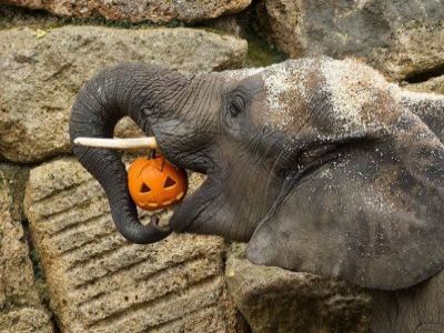 Слон. Московский зоопарк. Фото: fototelegraf.ru Слон. Московский зоопарк. Фото: fototelegraf.ru