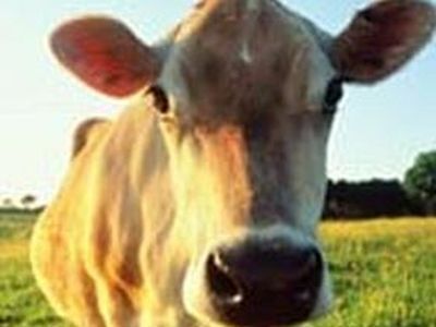 Корова. Фото: НТВ Корова. Фото: НТВ
