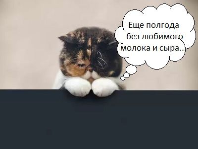 Кот грустит из-за санкций Кот грустит из-за санкций