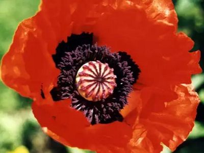 Мак. Фото: mk.ru Мак. Фото: mk.ru