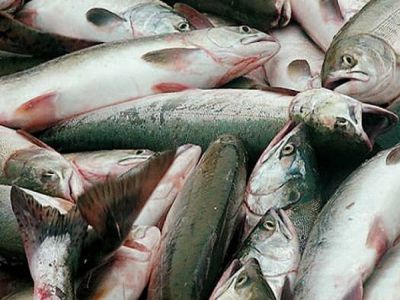 Свалка рыбы. Фото: b-port.com Свалка рыбы. Фото: b-port.com
