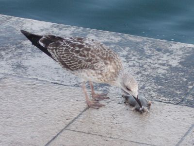 Чайка клюет дохлую крысу. Фото: Каспаров.Ru Чайка клюет дохлую крысу. Фото: Каспаров.Ru
