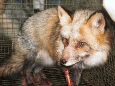 Лис, фото с сайта - Change.org Лис, фото с сайта - Change.org