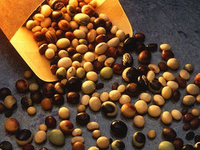 Соевые бобы. Фото: moyareklama.ru Соевые бобы. Фото: moyareklama.ru