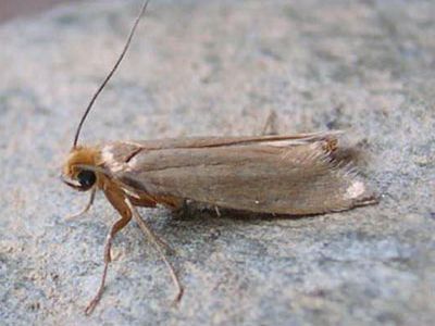 Моль платяная. Фото: danaida.ru Моль платяная. Фото: danaida.ru