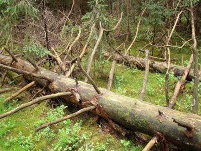 "Валежник" в лесу. Фото: we-survive.ru "Валежник" в лесу. Фото: we-survive.ru