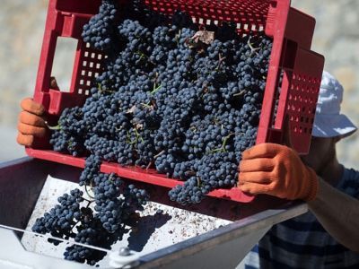 Уничтожение винограда. Фото: vdv-nf.ru Уничтожение винограда. Фото: vdv-nf.ru