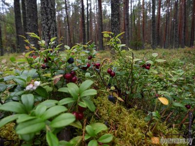 Сунский бор. Фото: Алексей Владимиров, Фонтанка.Ru Сунский бор. Фото: Алексей Владимиров, Фонтанка.Ru