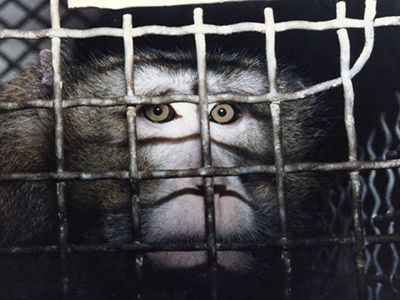 Обезьяна в клетке. Фото: allanimals.org Обезьяна в клетке. Фото: allanimals.org