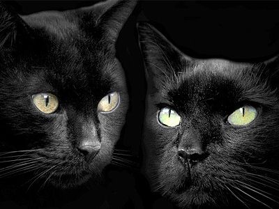 Кошки. Фото: wpapers.ru Кошки. Фото: wpapers.ru