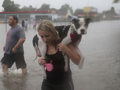 Техасцы спасают животных от урагана "Харви", 27.8.17. Источник - rus.postimees.ee Техасцы спасают животных от урагана "Харви", 27.8.17. Источник - rus.postimees.ee