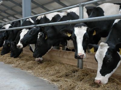 Коровы на ферме. Источник - bragazeta.ru Коровы на ферме. Источник - bragazeta.ru