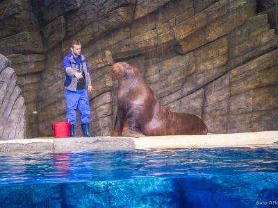 Морж Миша в Приморском океанариуме. Фото: primrep.ru Морж Миша в Приморском океанариуме. Фото: primrep.ru