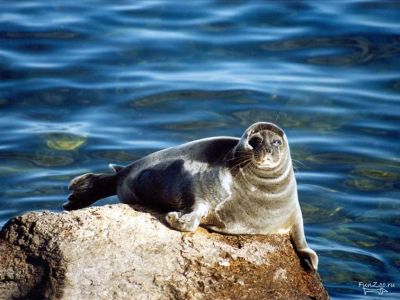 Байкальская нерпа/ Фото: ektrest.ru Байкальская нерпа/ Фото: ektrest.ru