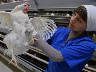 Курятина. Фото: Sputnik Казахстан Курятина. Фото: Sputnik Казахстан