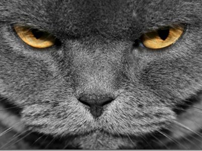 Британский кот. Фото: wiki.ru Британский кот. Фото: wiki.ru