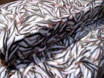 Килька. Фото: ref-perevozka.ru Килька. Фото: ref-perevozka.ru