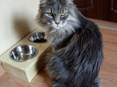 Кошка у миски. Фото: CatPeople.ru Кошка у миски. Фото: CatPeople.ru
